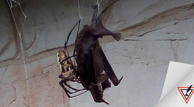 Video: En Texas una mujer grabó en video a una araña gigante