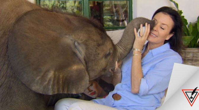 Salvo a pequeño elefante de morir y ahora la sigue a donde quiera que va