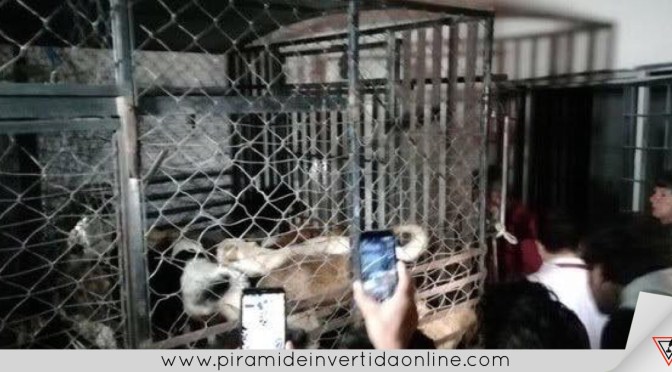 Encuentran perros refrigerados en casa de mujer que vende carne enchilada