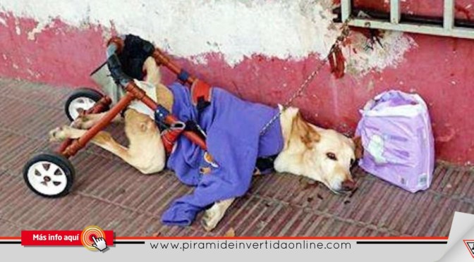 Abandonan a perrita en silla de ruedas