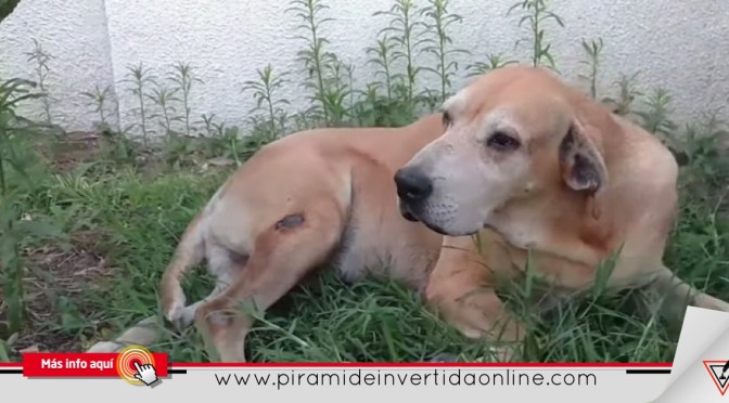 Marcos, el Hachiko Colombiano que lleva dos años esperando a su dueño frente al hospital