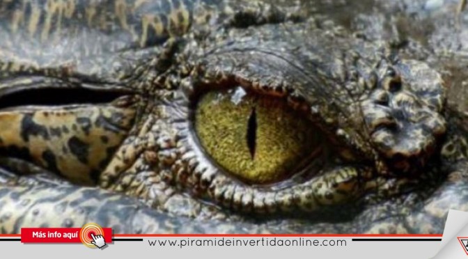 Arranca los ojos a cocodrilo para salvar a su amiga