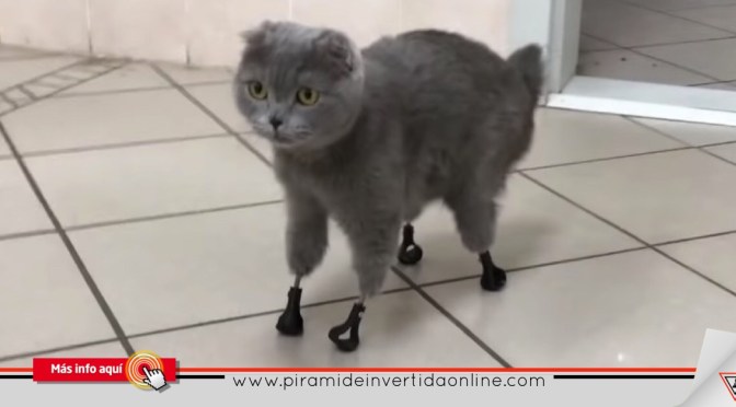 Dymka, la gatita Siberiana con patas de titanio