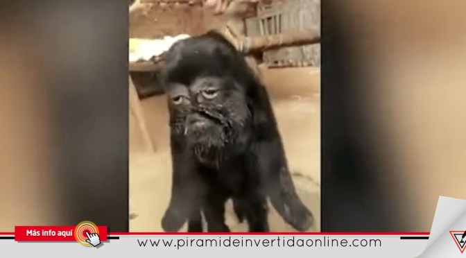 Adoran como a un Dios a Cabra con rostro humano en la India