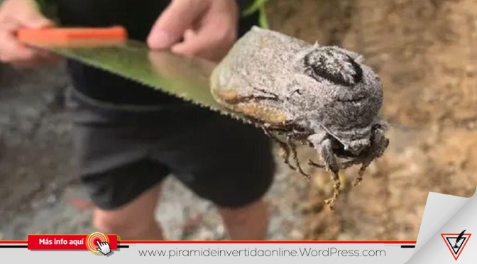 Encuentran una polilla gigante en escuela de Australia