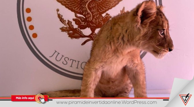 Aseguran una cachorra de león africano en aeropuerto de Ciudad Juárez
