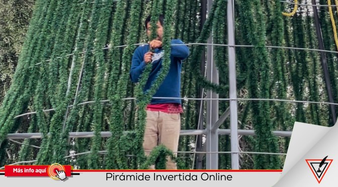 Trabajan contra reloj para tener todo listo para encendido del pino en Matamoros