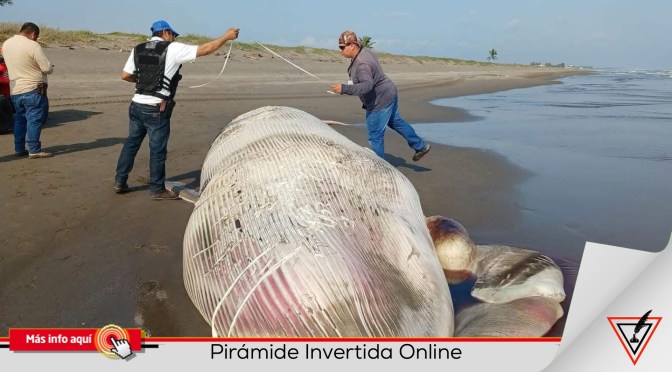 Hallan Ballena Muerta en las Costas de Nautla, Veracruz