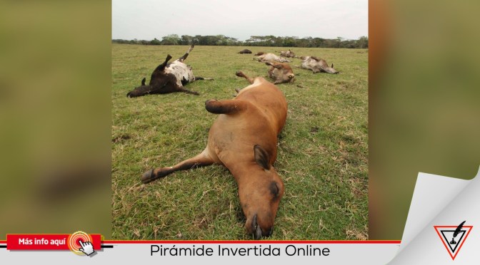 Muerte masiva de reses por envenenamiento en Tabasco